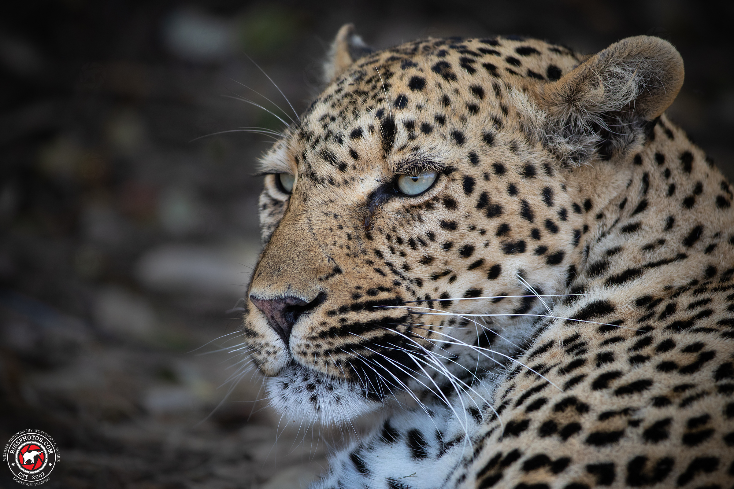 A close up image of a beautiful female Leopard called Saseka.